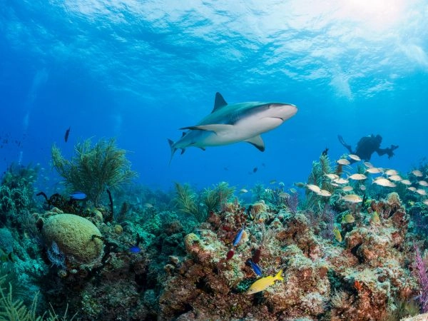 lo squalo di barriera corallina è una specie di squalo che può raggiungere i 1,5 metri di lunghezza
