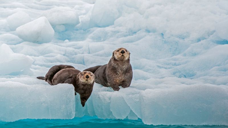 Alaska