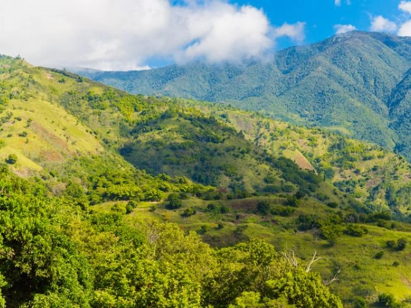 Le Blue Mountains, Giamaica una delle migliori zone di produzione del caffè al mondo