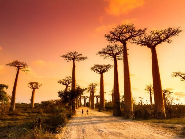 Gli alberi di baobab si ergono maestosi lungo entrambi i lati della strada