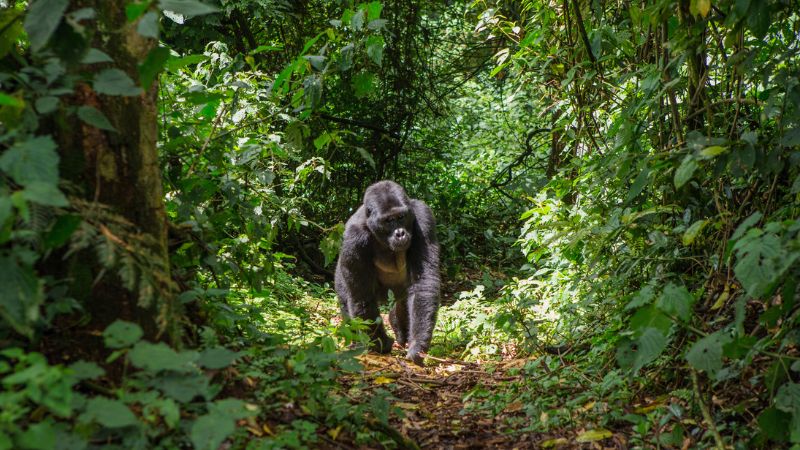Da Kampala ai Gorilla di Montagna