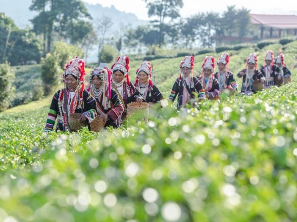 Donne Akha della Thailandia che camminano in una piantagione di tè