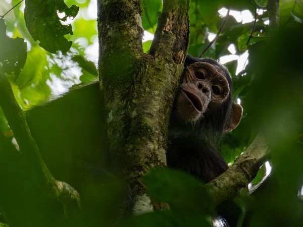 Esplorare la Foresta di Budongo e scoprire la natura dell’Uganda