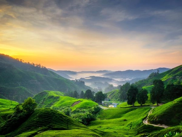 Scoprire le Cameron Highlands, tra natura e piantagioni di tè
