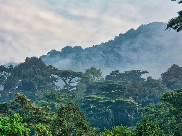 Vivere un’esperienza nella Foresta di Bwindi in Uganda