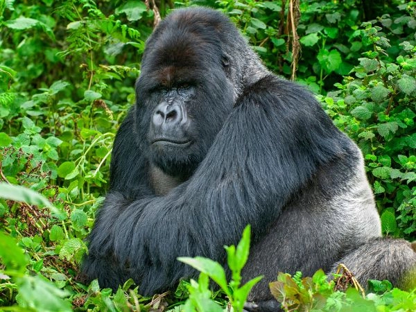 incontrare con i gorilla di montagna