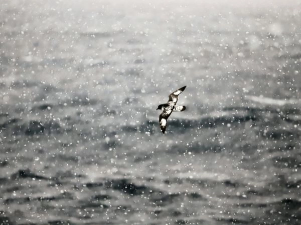 Attraversare il Drake Passage verso l’Antartide