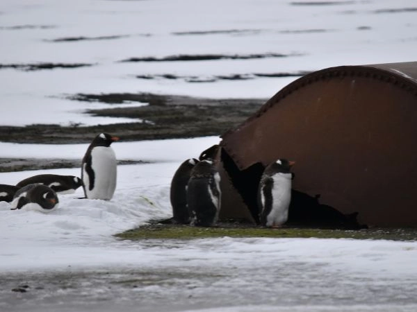 Deception Island è una caldera circolare allagata formata dal collasso di un vulcano attivo
