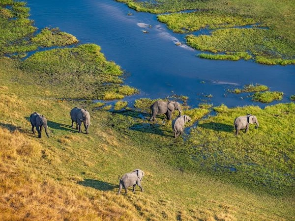 L’incredibile habitat d’acqua che è il delta dell’Okavango