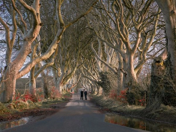 The Dark Hedges, per chi cerca di catturare la bellezza selvaggia e incontaminata dell'Irlanda del Nord