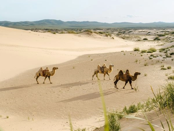 Cammelli della Mongolia, nelle vaste distese del deserto del Gobi