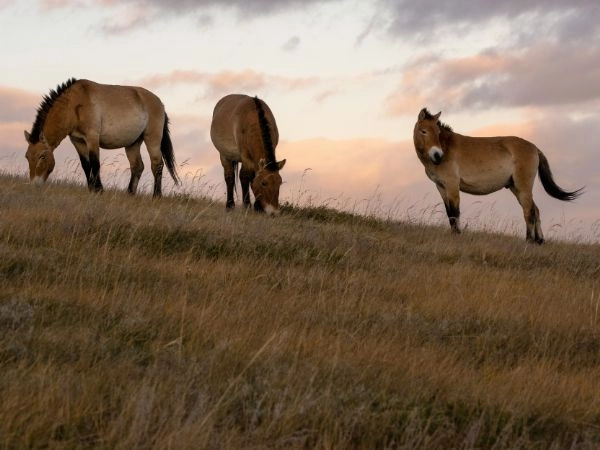Festival di Naadam, tra gare di lotta, corse a cavallo e tiro con l’arco