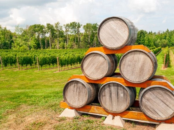 La Nuova Scozia vanta una lunga e ricca tradizione di coltivazione delle uve per il vino
