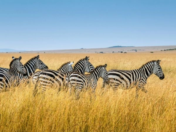 Ammirare la Maasai Mara durante la Grande Migrazione