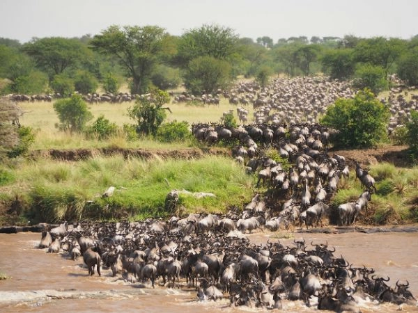 Assistere alla Grande Migrazione nel Serengeti meridionale