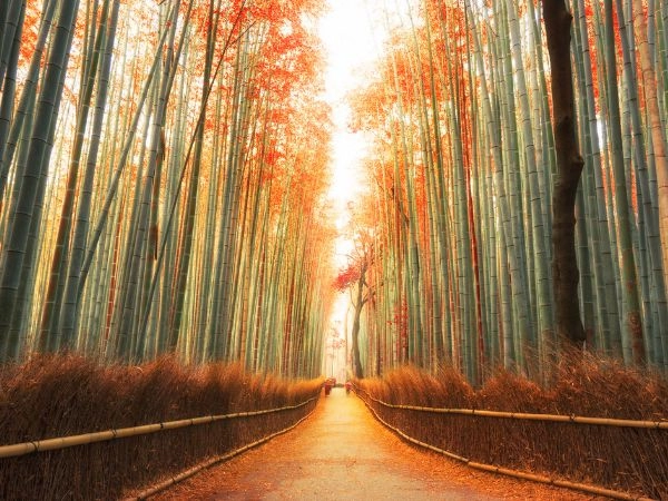 In autunno è naturale voler catturare la bellezza del paesaggio giapponese attraverso la fotografia