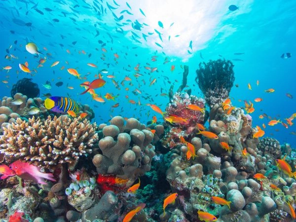 scoprire la Grande Barriera Corallina, con una crociera in catamarano