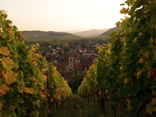 La regione dell'Alsazia è rinomata per i suoi vini pregiati