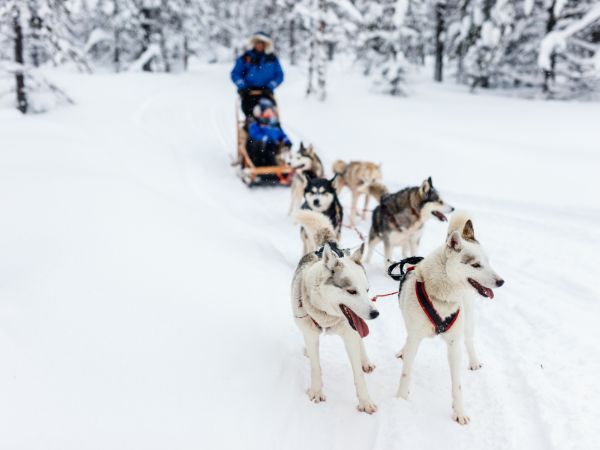 Escursioni in slitta con cani husky