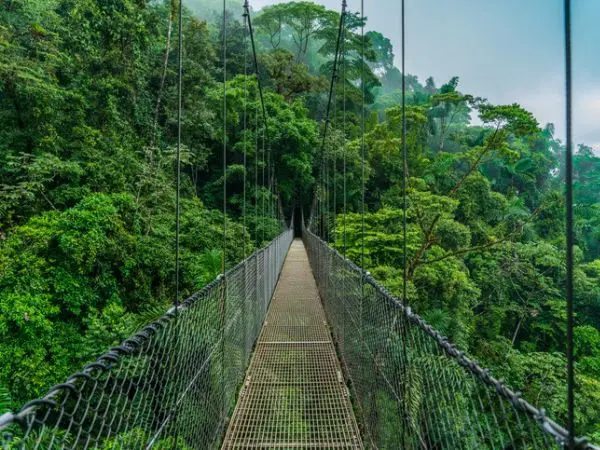 foreste pluviali in Costa Rica