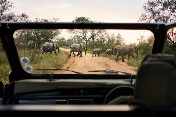 elefanti-del-sud-africa-in-un-safari.
