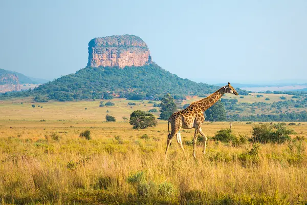 paesaggio-sud-africa-giraffa