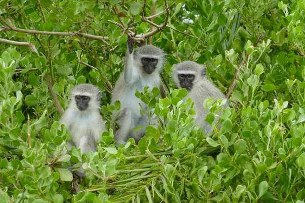 savana-sud-africa-animali-scimmie