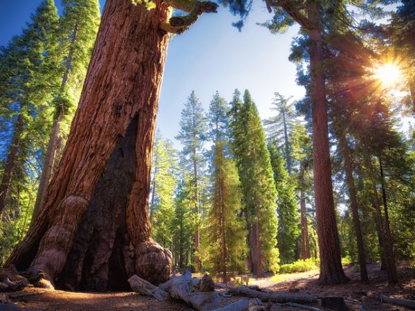 Grizzly Giant presso Mariposa Grove of Giant Sequoias, Parco nazionale di Yosemite