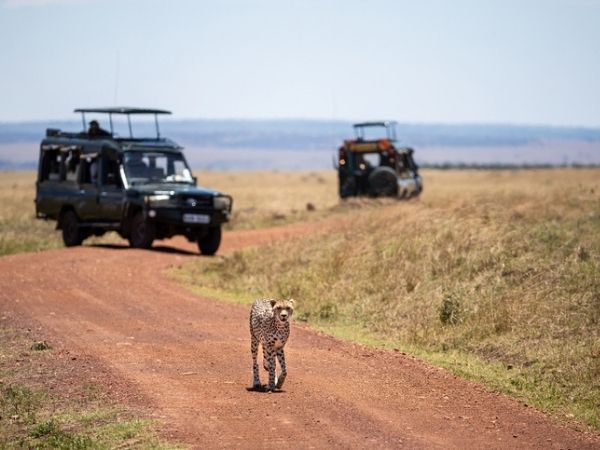 safari jeep