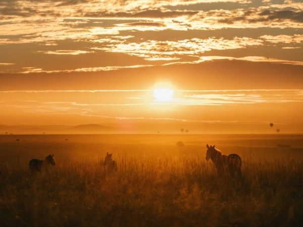 branco di zebre