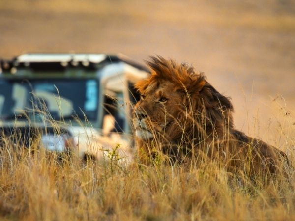 leone safari