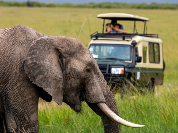 Elefante e veicolo da safari