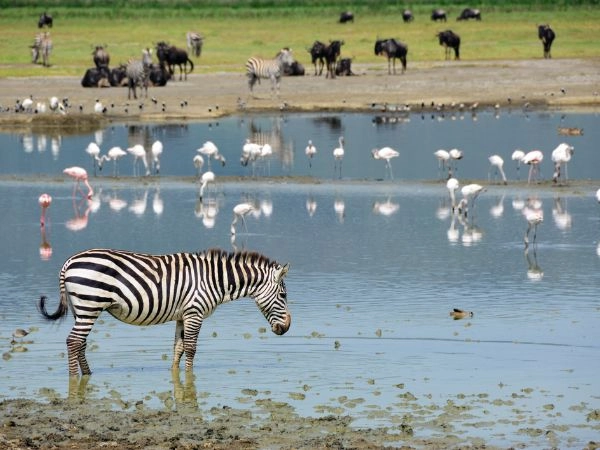 Ngorongoro Crater