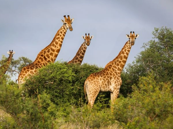 savana tanzania