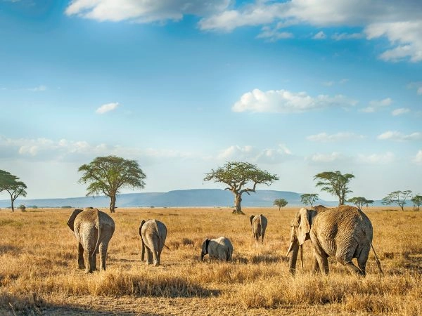 Serengeti, Tanzania
