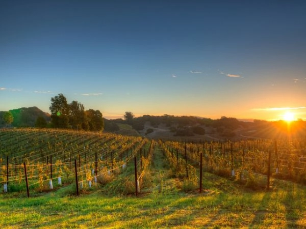 Napa Valley è meta per gli sposini americani e di tutto il mondo