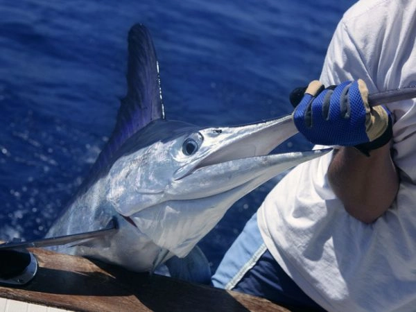 Pesca al marlin a Cuba tra acque cristalline, avventura e adrenalina.