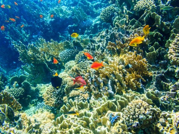 Sharm El Sheikh, attività acquatiche, e magnifiche spiagge