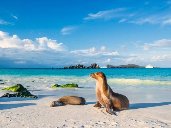 Le Galapagos sono le isole al largo dell'Ecuador che furono teatro degli studi di Darwin e sono famose per le loro tartarughe